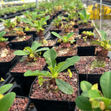 Euphorbia ramena-Euphorbia-W3cm&W5-6cm-image-6