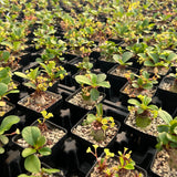 Euphorbia ramena-Euphorbia-W3cm&W5-6cm-image-7