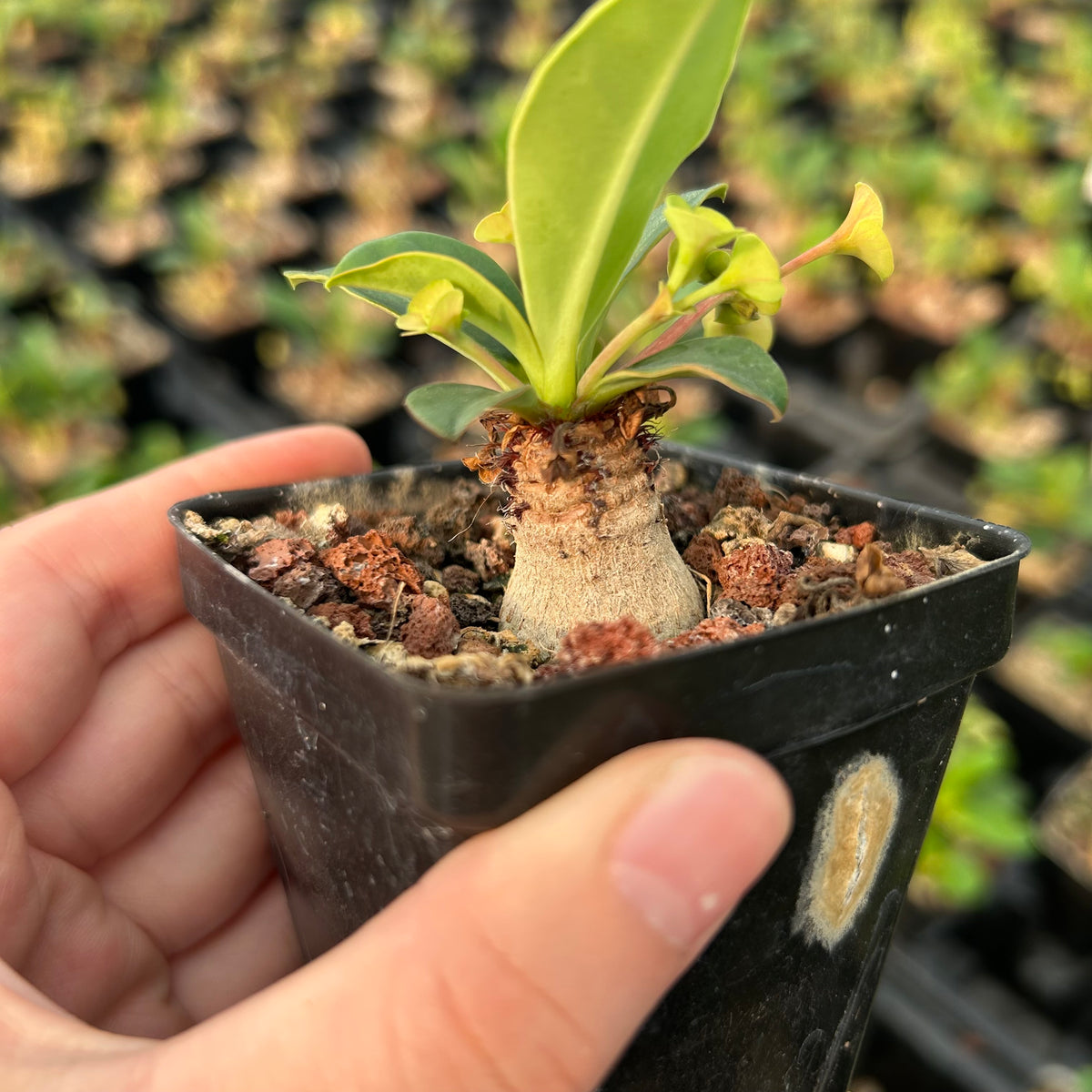 Euphorbia ramena-Euphorbia-W3cm&W5-6cm-image-4
