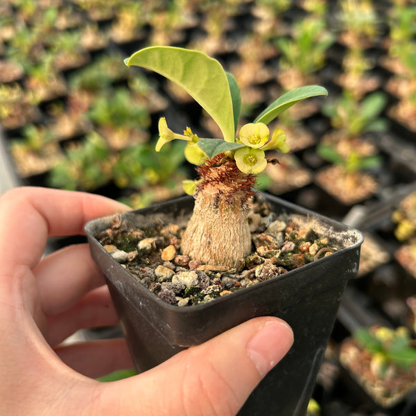 Euphorbia ramena - BotanicalCollector