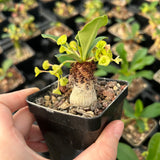 Euphorbia ramena-Euphorbia-W3cm&W5-6cm-image-2
