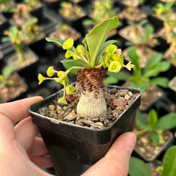 Euphorbia ramena-Euphorbia-W3cm&W5-6cm-image-2