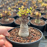 Euphorbia ramena-Euphorbia-W3cm&W5-6cm-image-10