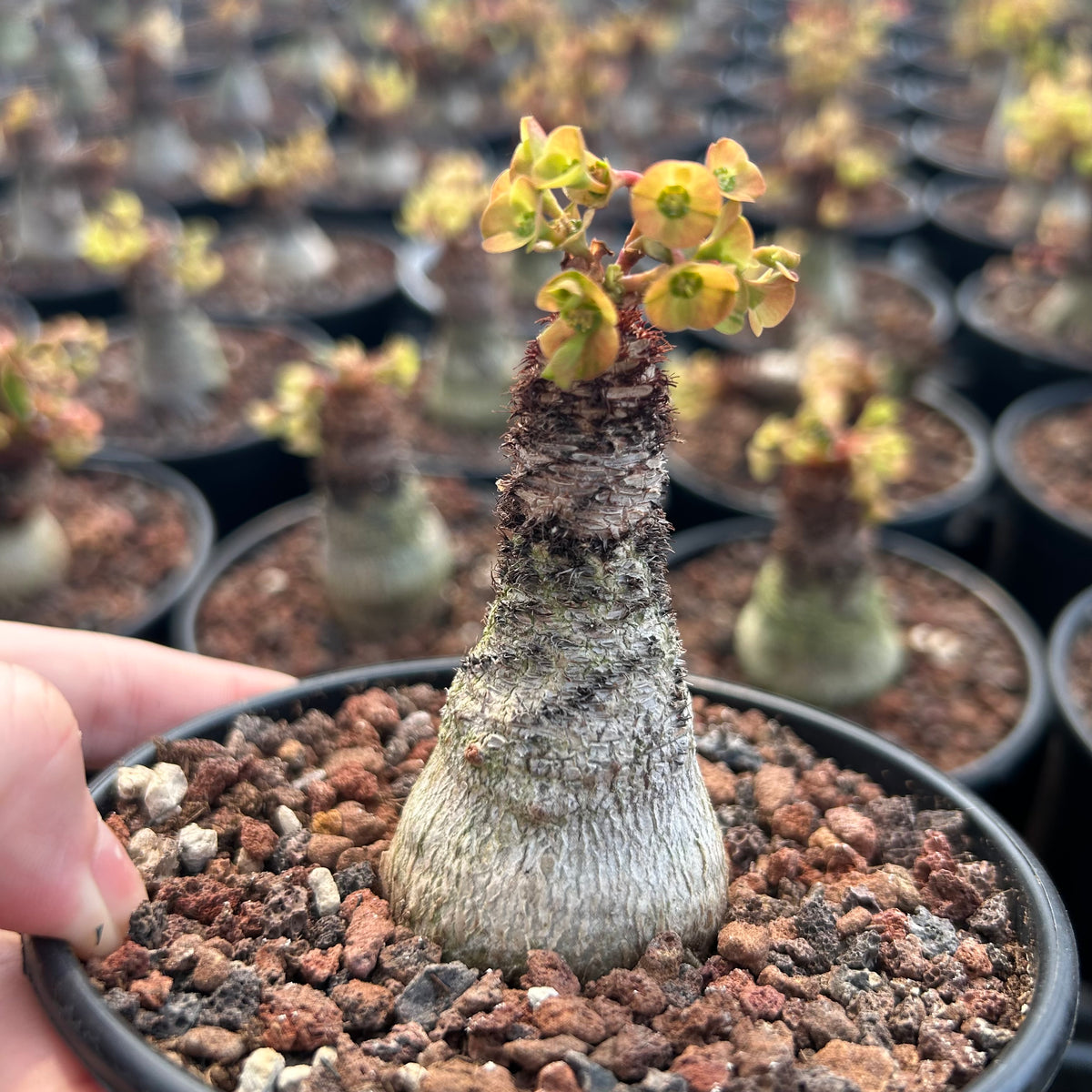 Euphorbia ramena-Euphorbia-W3cm&W5-6cm-image-11