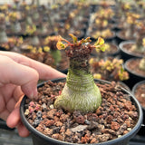 Euphorbia ramena-Euphorbia-W3cm&W5-6cm-image-12