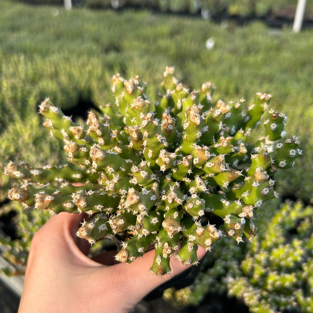 Euphorbia ramulosa - BotanicalCollector