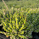 Euphorbia ramulosa - BotanicalCollector