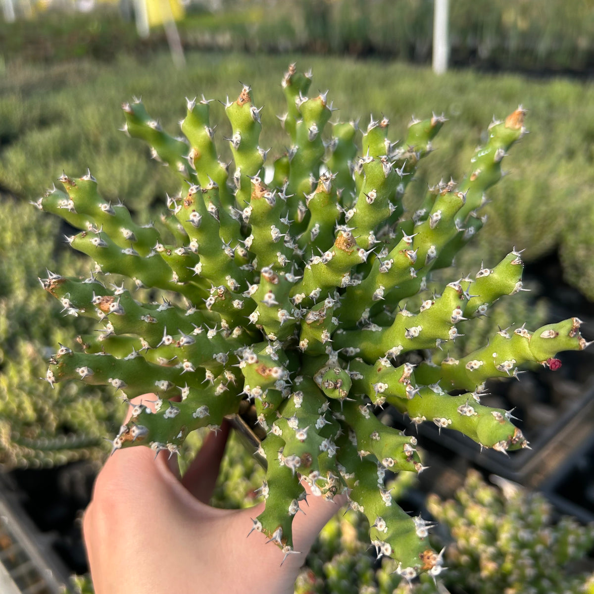 Euphorbia ramulosa - BotanicalCollector