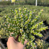 Euphorbia ramulosa - BotanicalCollector