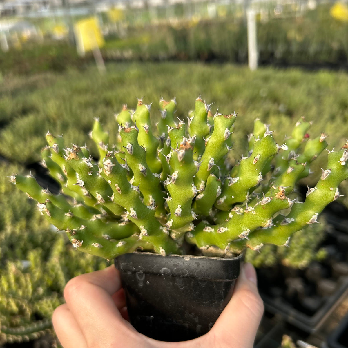 Euphorbia ramulosa - BotanicalCollector