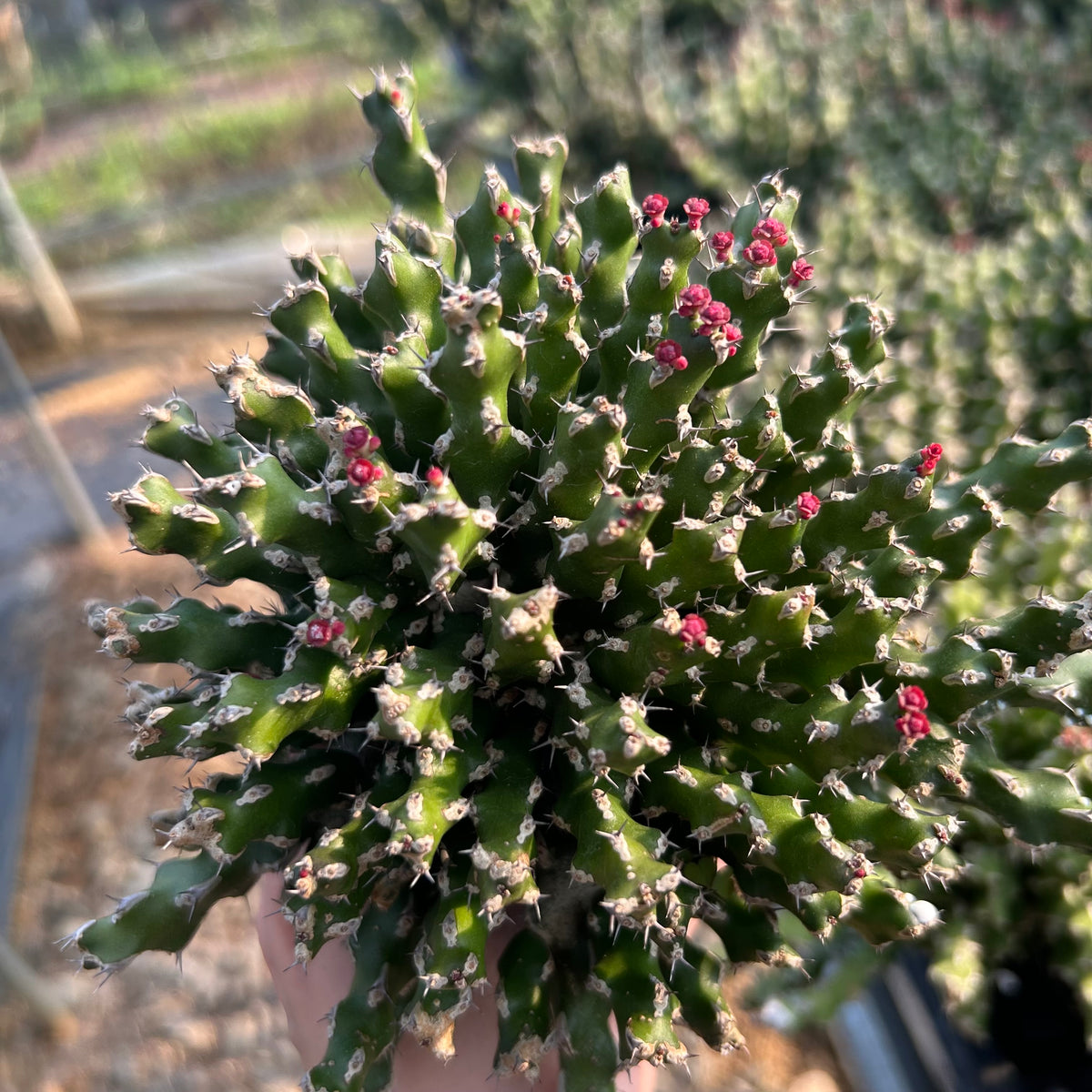 Euphorbia ramulosa - BotanicalCollector
