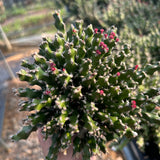 Euphorbia ramulosa - BotanicalCollector