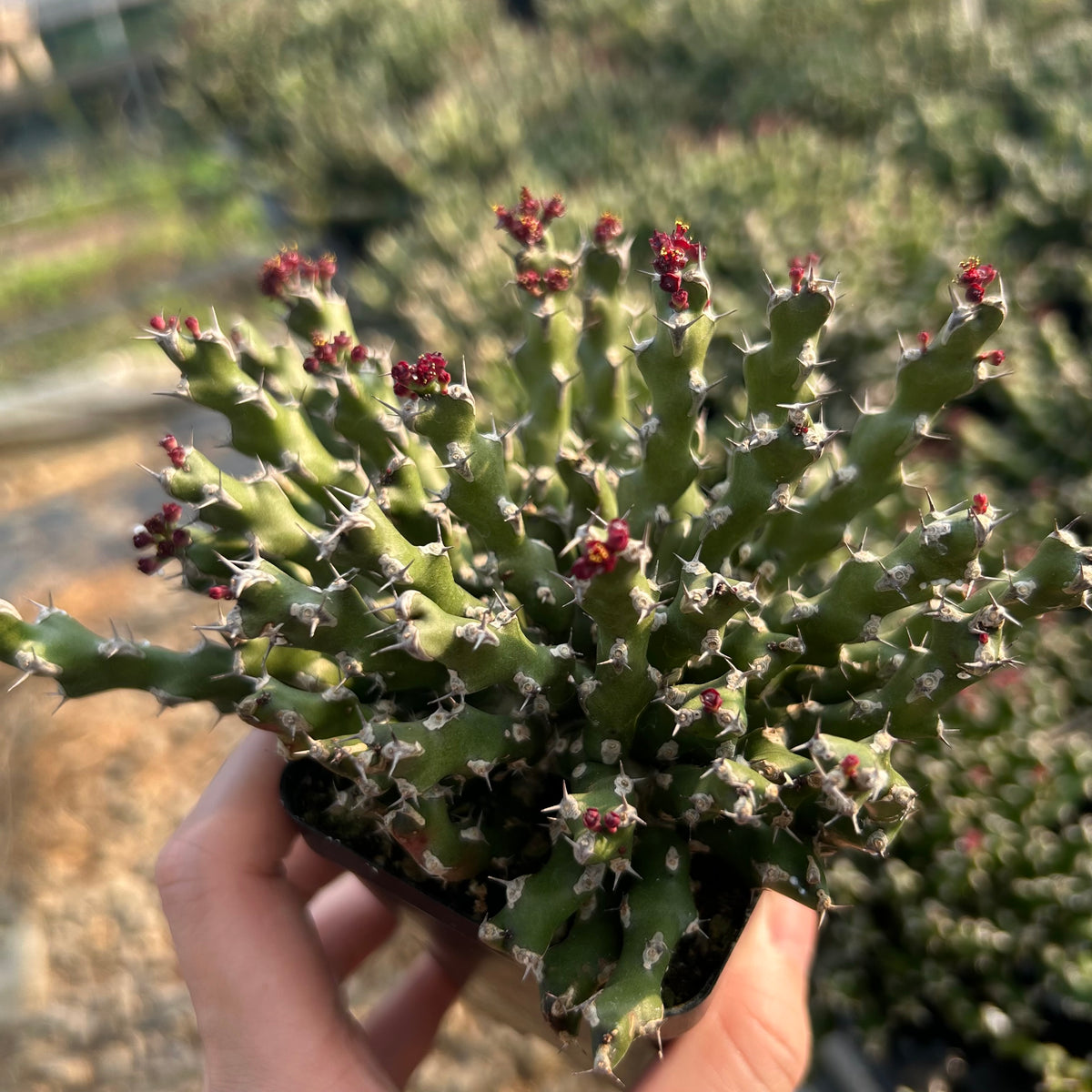 Euphorbia ramulosa - BotanicalCollector