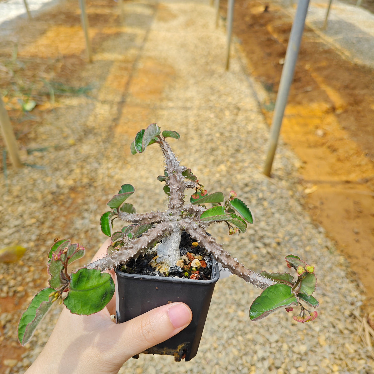 Euphorbia razafindratsirae-Euphorbia-H4-6cm-image-3