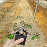 Euphorbia razafindratsirae-Euphorbia-H4-6cm-image-3