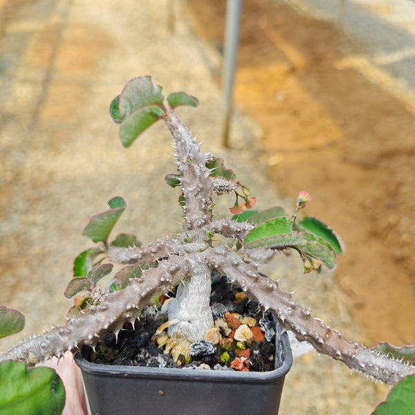 Euphorbia razafindratsirae - BotanicalCollector