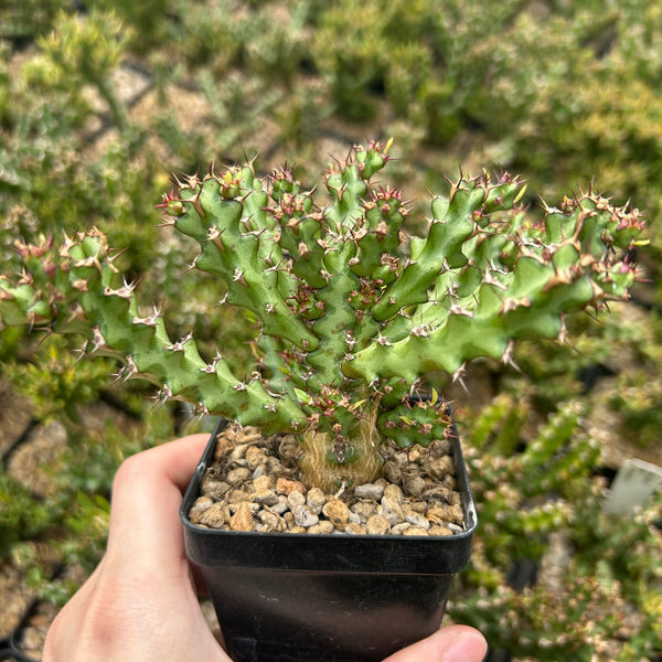 Euphorbia richardsiae - BotanicalCollector