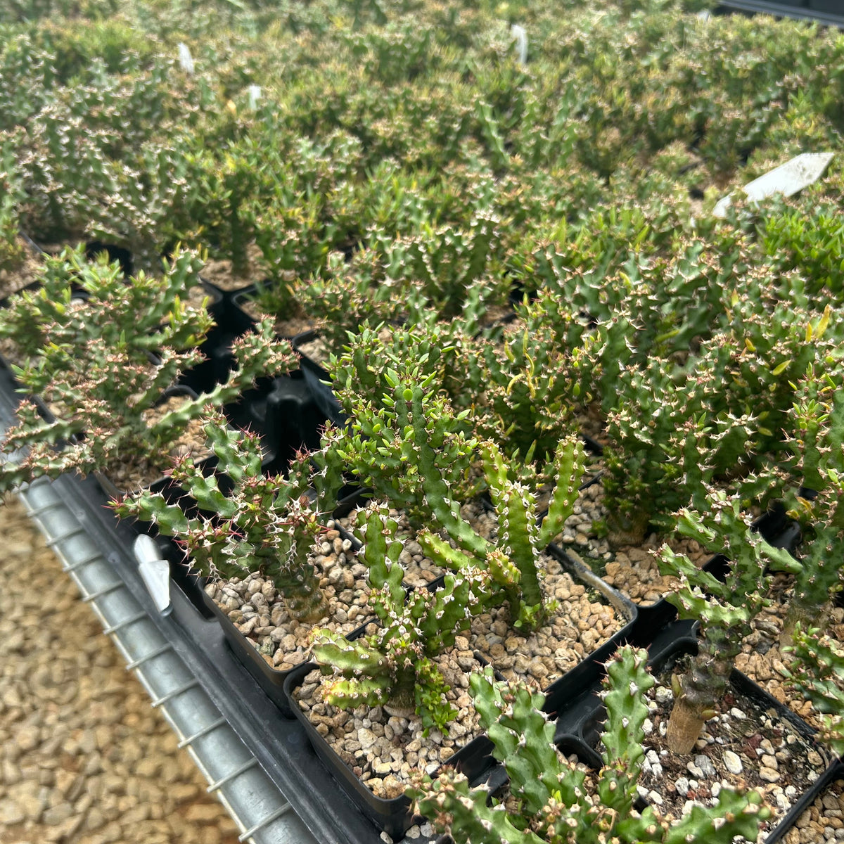 Euphorbia richardsiae-Euphorbia-H4-6cm-image-4