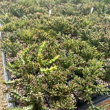 Euphorbia richardsiae-Euphorbia-H4-6cm-image-5