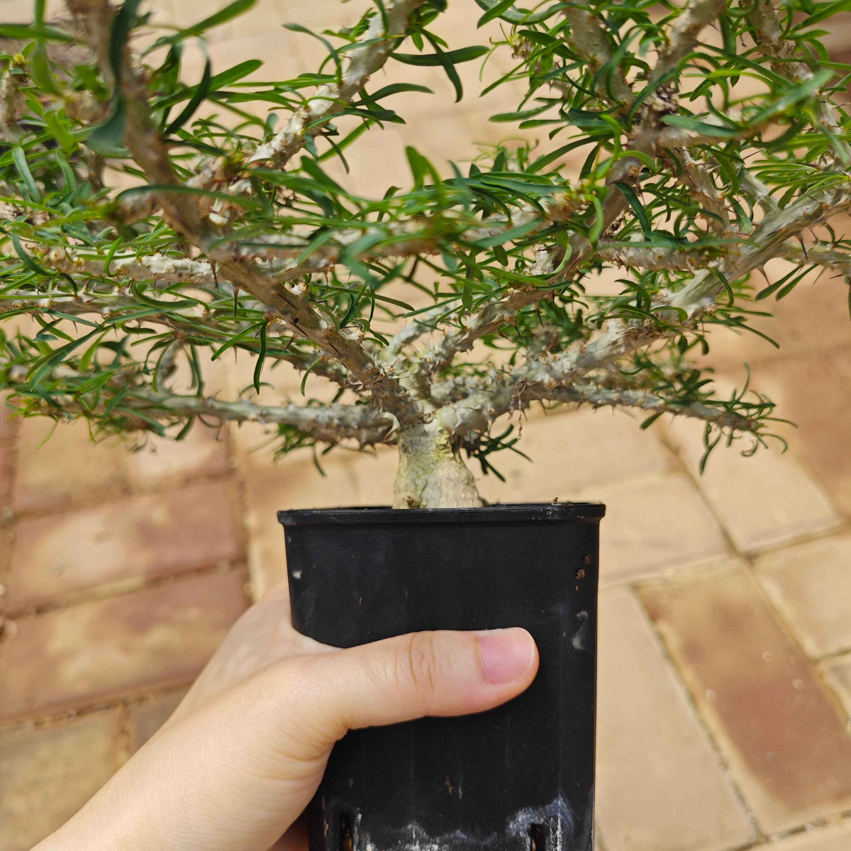 Euphorbia sakarahaensis-Euphorbia-H4-6c&W10cm-image-9
