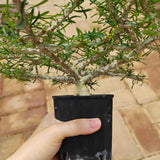 Euphorbia sakarahaensis-Euphorbia-H4-6c&W10cm-image-9