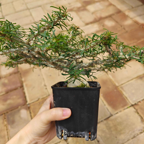 Euphorbia sakarahaensis - BotanicalCollector