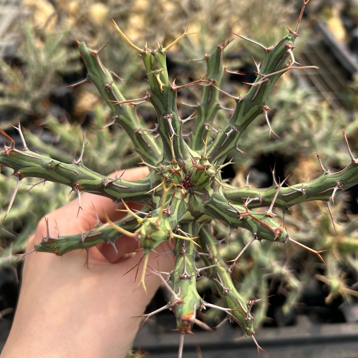 Euphorbia schizacantha-Euphorbia-W9-10cm-image-3