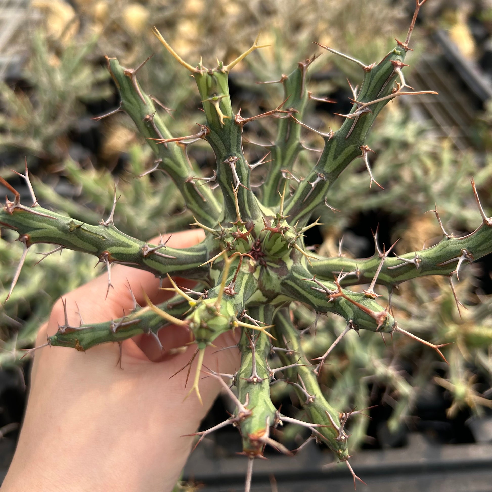 Euphorbia schizacantha| Seed-grown | W9-10cm