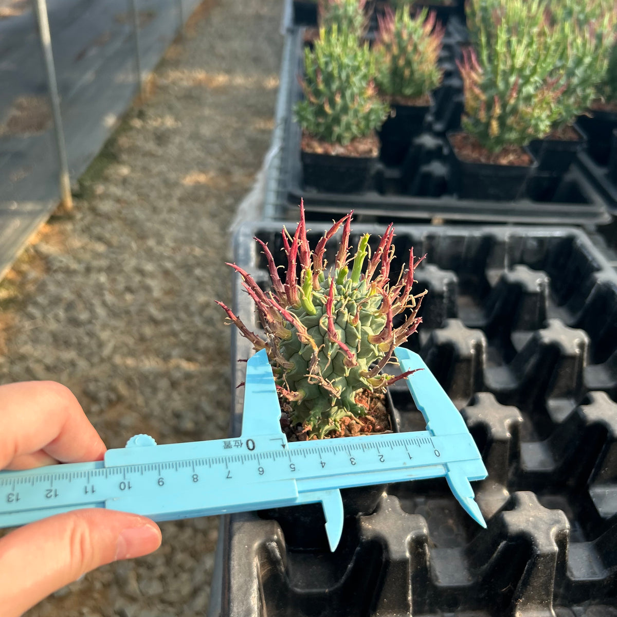Euphorbia schoenlandii - BotanicalCollector