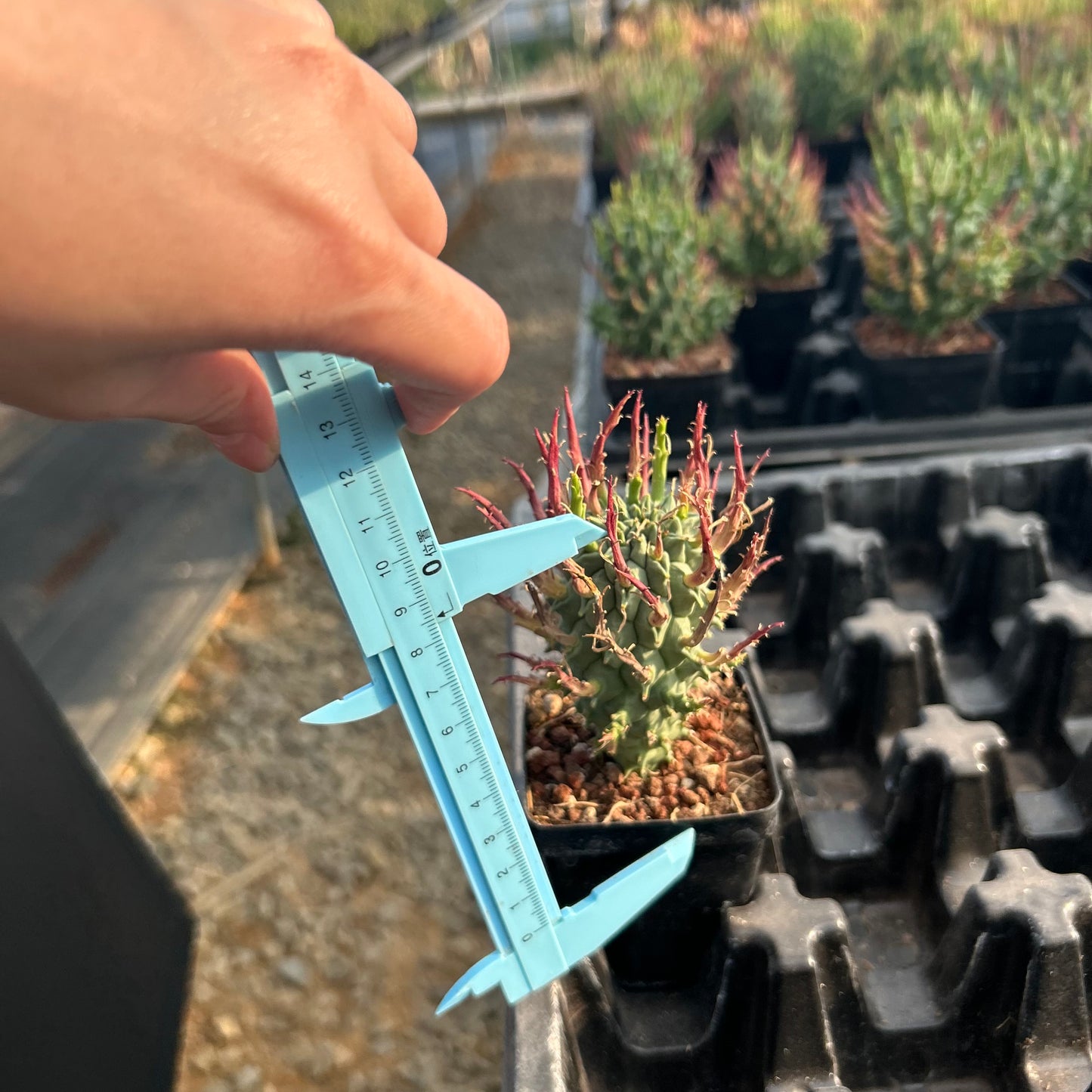 Euphorbia schoenlandii | Seed-grown | H:6-8cm