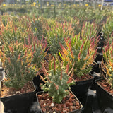 Euphorbia schoenlandii - BotanicalCollector