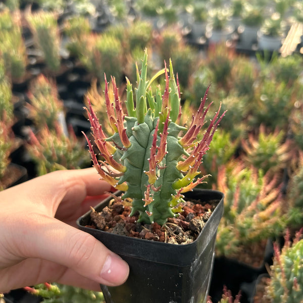 Euphorbia schoenlandii | Seed-grown | H:6-8cm