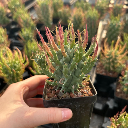 Euphorbia schoenlandii | Seed-grown | H:6-8cm
