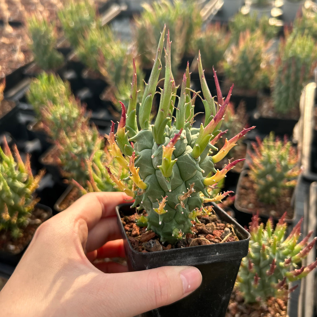 Euphorbia schoenlandii - BotanicalCollector