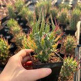 Euphorbia schoenlandii - BotanicalCollector