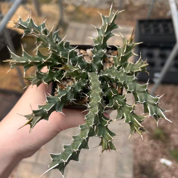 Euphorbia sp. nov. aff. Uhligiana - BotanicalCollector