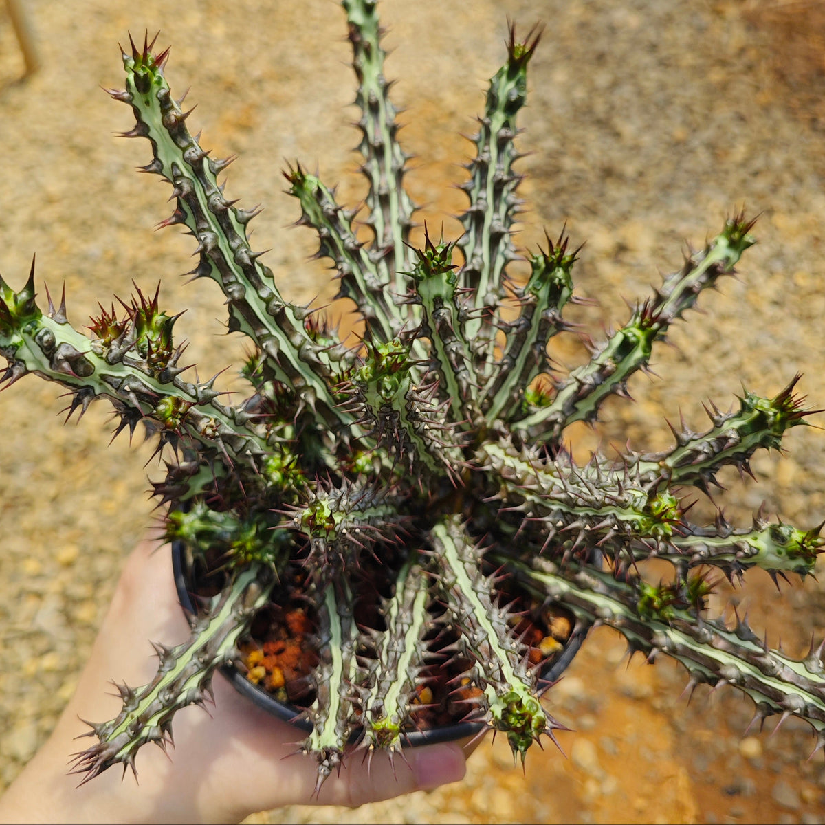 Euphorbia sp. nov. ‘Montepuez’-Euphorbia-W8cm&W15cm-image-9