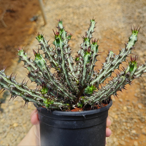 Euphorbia sp. nov. ‘Montepuez’ - BotanicalCollector