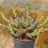 Euphorbia sp. nov. ‘Montepuez’-Euphorbia-W8cm&W15cm-image-10