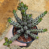 Euphorbia sp. nov. ‘Montepuez’-Euphorbia-W8cm&W15cm-image-12