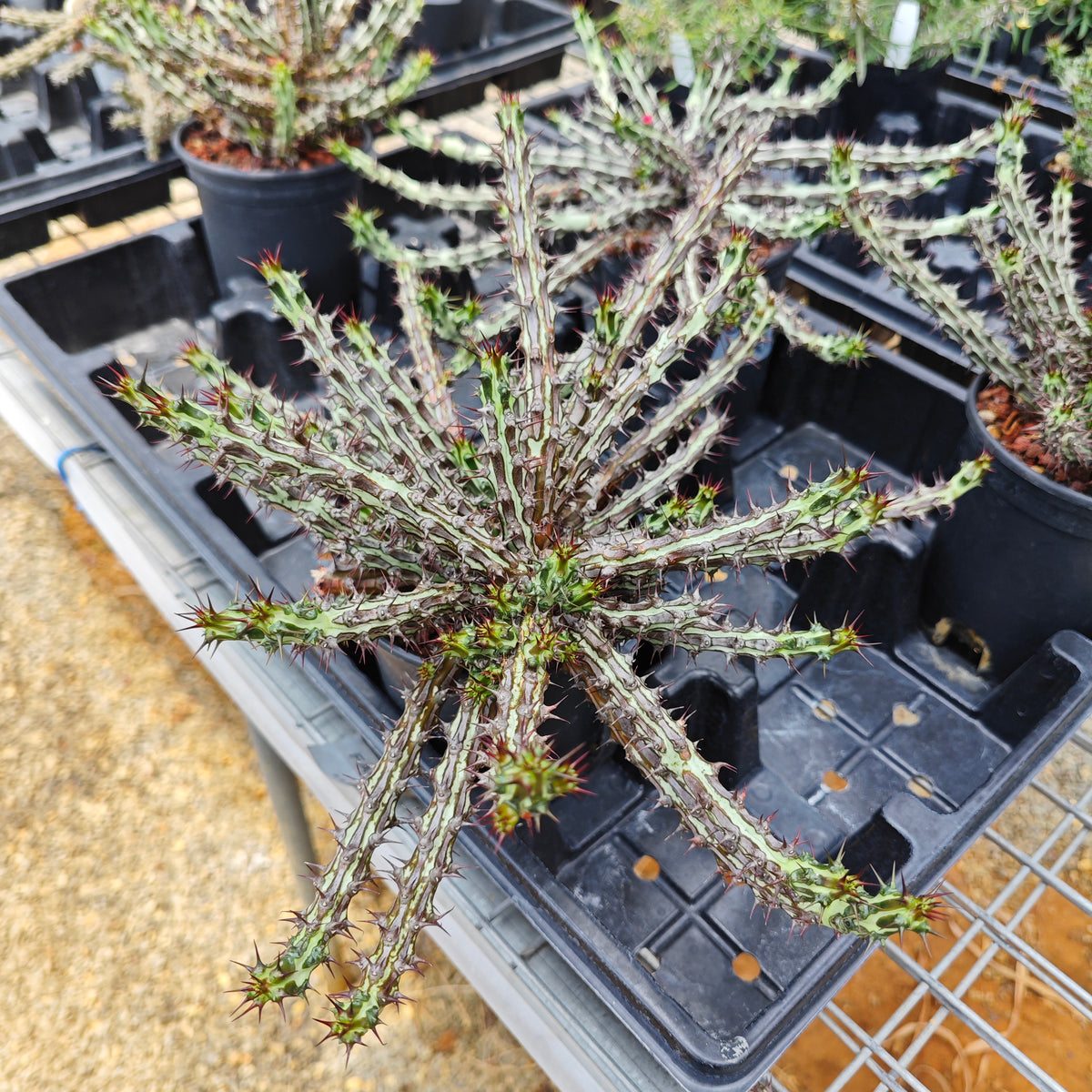 Euphorbia sp. nov. ‘Montepuez’-Euphorbia-W8cm&W15cm-image-13