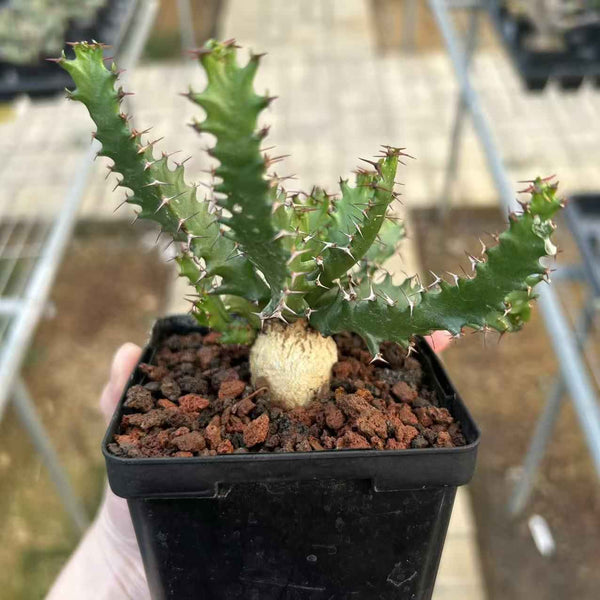 Euphorbia squarrosa - BotanicalCollector