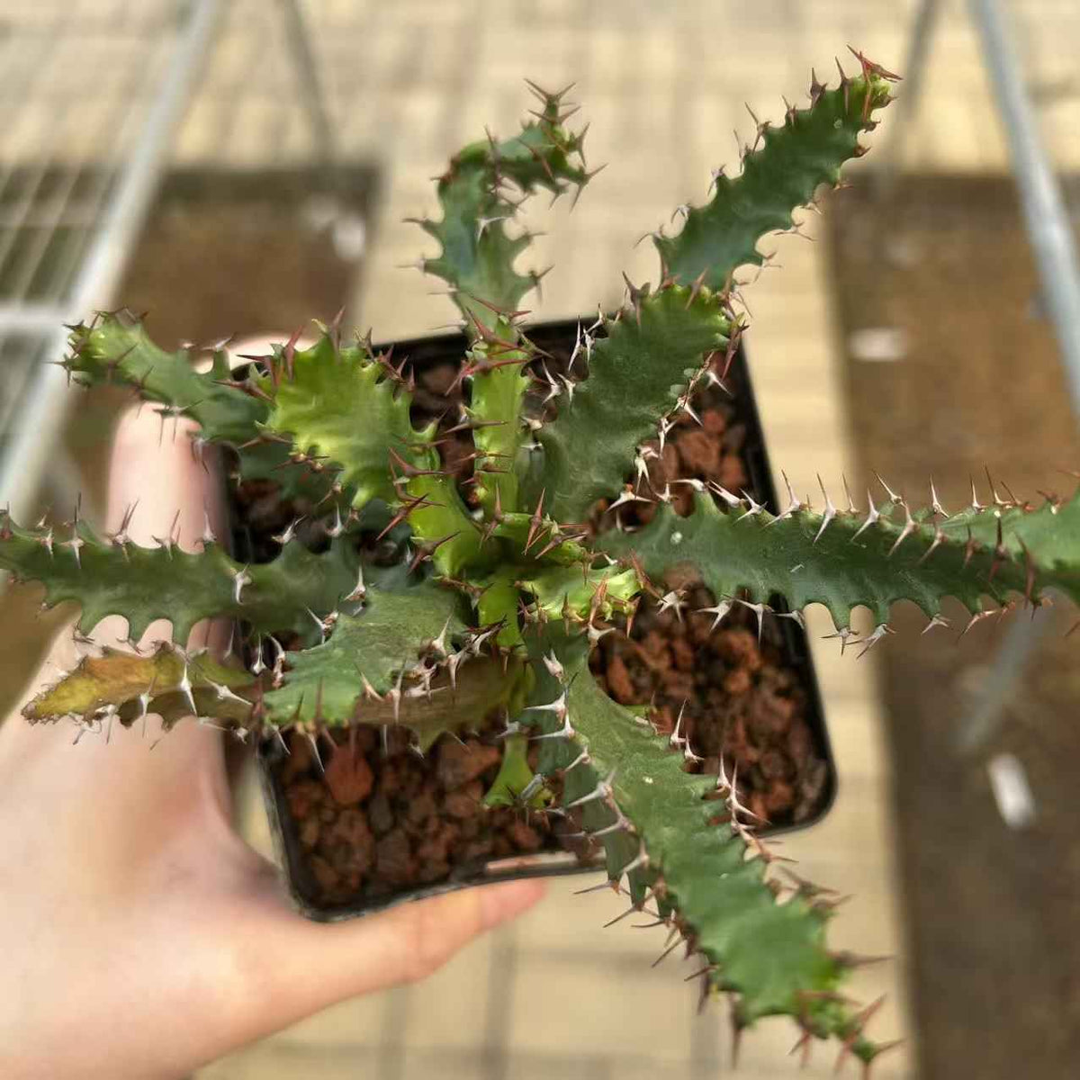 Euphorbia squarrosa-Euphorbia-W1.5-2cm-image-2