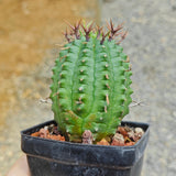 Euphorbia stellaespina-Euphorbia-H4-6cm-image-1