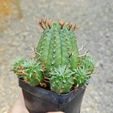 Euphorbia stellaespina-Euphorbia-H4-6cm-image-3