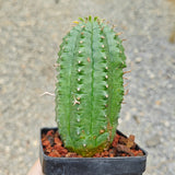 Euphorbia stellaespina-Euphorbia-H4-6cm-image-2