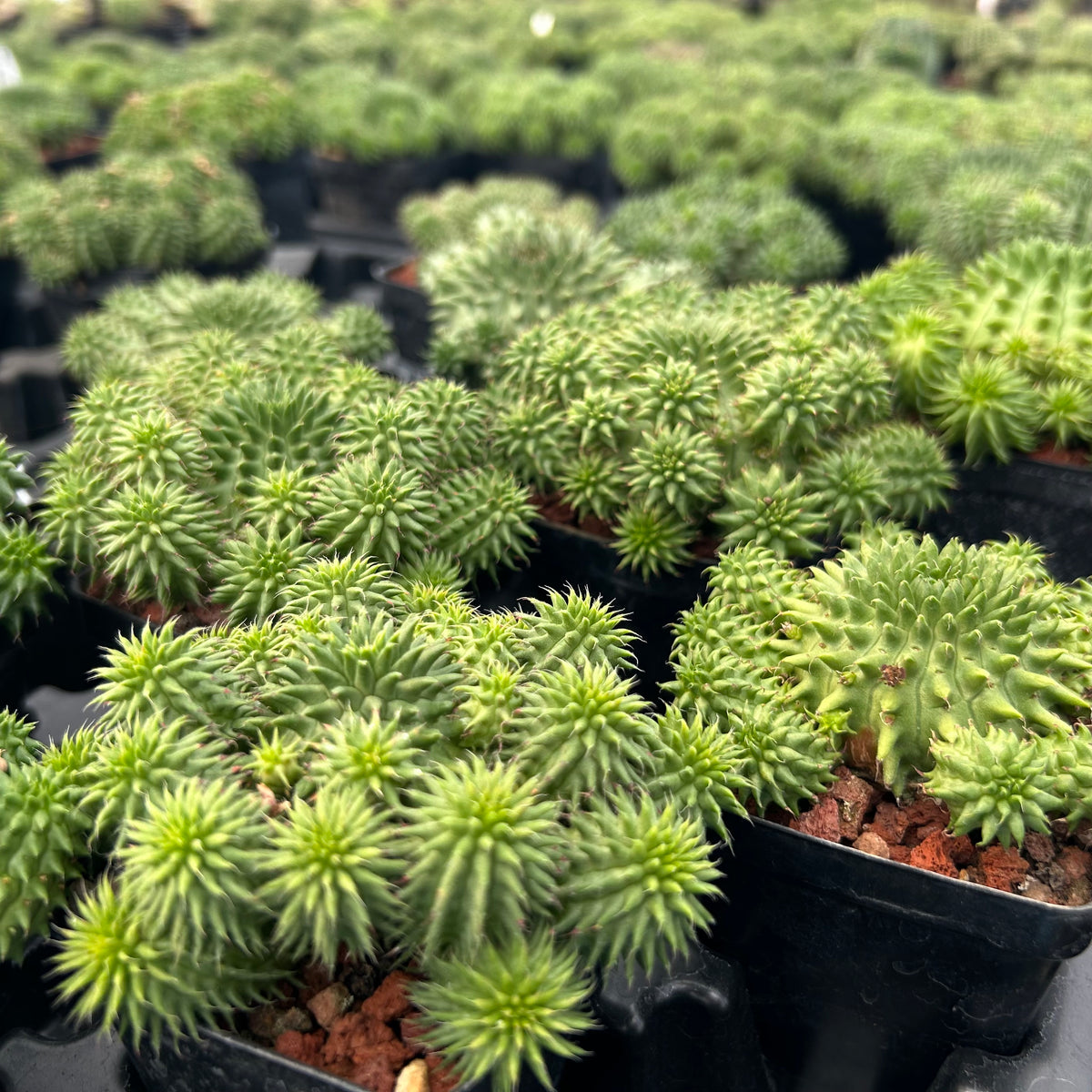 Euphorbia susannae - BotanicalCollector