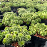 Euphorbia susannae - BotanicalCollector