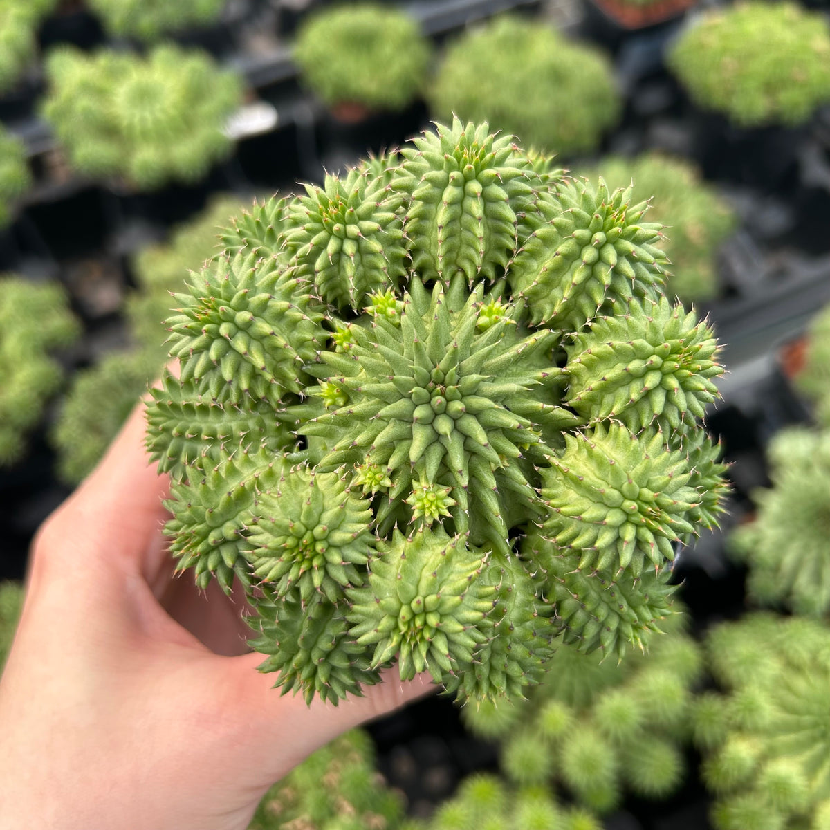 Euphorbia susannae - BotanicalCollector
