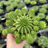 Euphorbia susannae - BotanicalCollector
